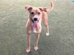 Shelter Stray Female Dog last seen ELKTON BLVD, Bonita, CA 91902
