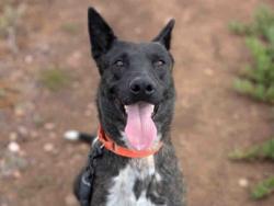Shelter Stray Male Dog last seen , Bonita, CA 91902