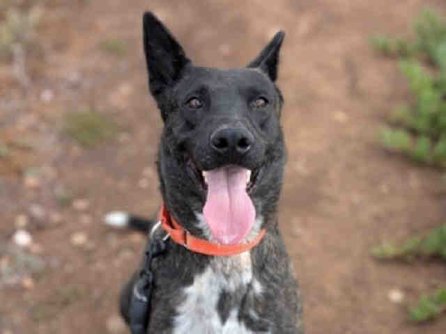 Shelter Stray Male Dog last seen , Bonita, CA 91902