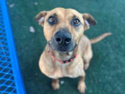 Shelter Stray Female Dog last seen , Bonita, CA 91902