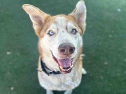 Shelter Stray Female Dog last seen , Bonita, CA 91902
