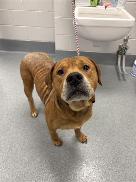 Shelter Stray Male Dog last seen Near , Indianapolis, IN 46221