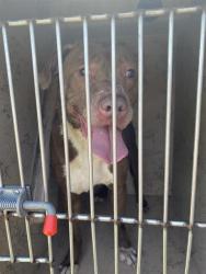 Shelter Stray Male Dog last seen Near , Indianapolis, IN 46221