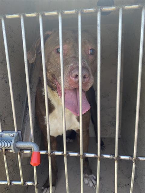 Shelter Stray Male Dog last seen Near , Indianapolis, IN 46221
