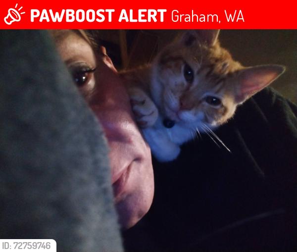 Lost Male Cat last seen Near 206th st ct east graham wa 98338 Near Graham elementary , Graham, WA 98338