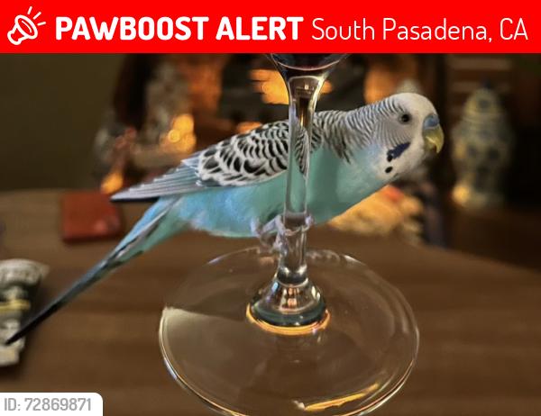 Lost Male Bird last seen South Pasadena High School, South Pasadena, CA 91030