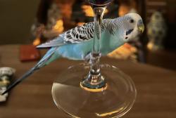 Lost Male Bird last seen South Pasadena High School, South Pasadena, CA 91030