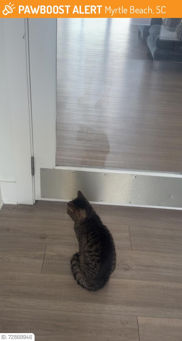 Found/Stray Female Cat last seen clear pond neighborhood , Myrtle Beach, SC 29579