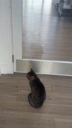 Found/Stray Female Cat last seen clear pond neighborhood , Myrtle Beach, SC 29579
