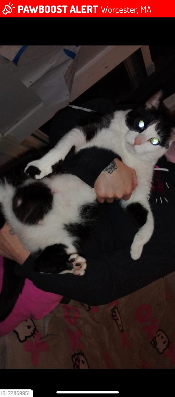 Lost Male Cat last seen Ingleside ave, Worcester, MA 01604