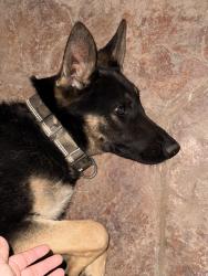 Lost Male Cat last seen Collins and pioneer, Arlington, TX 76010
