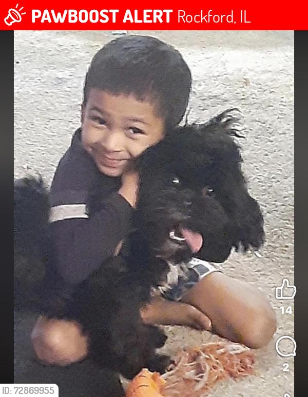 Lost Male Dog last seen 20th and broadway, Rockford, IL 61104