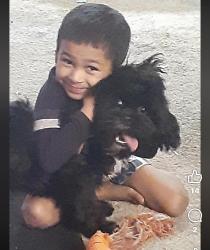 Lost Male Dog last seen 20th and broadway, Rockford, IL 61104