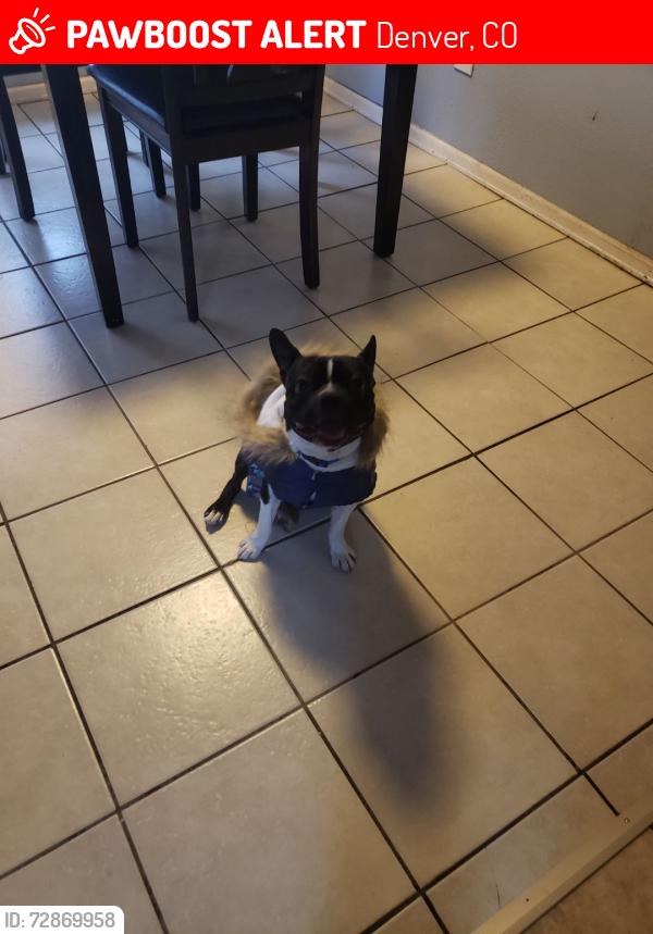 Lost Male Dog last seen Near Pensacola Dr, Denver, CO 80239, Denver, CO 80239