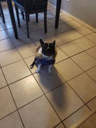 Lost Male Dog last seen Near Pensacola Dr, Denver, CO 80239, Denver, CO 80239