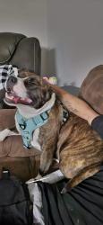 Lost Female Dog last seen Nolan road Baytown tx, Baytown, TX 77520