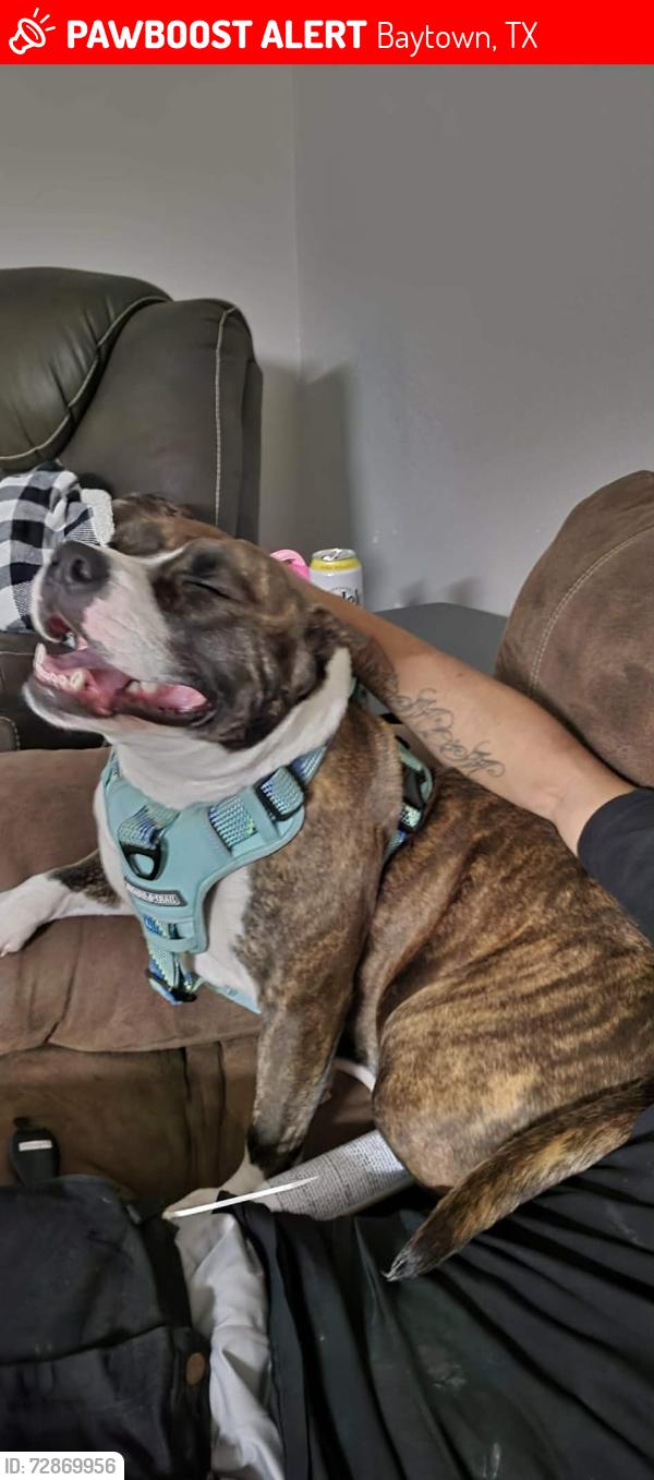 Lost Female Dog last seen Nolan road Baytown tx, Baytown, TX 77520