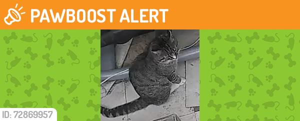 Found/Stray Unknown Cat last seen Worplesdon road wood court, Surrey, England GU2 9RL