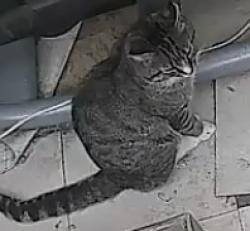 Found/Stray Unknown Cat last seen Worplesdon road wood court, Surrey, England GU2 9RL