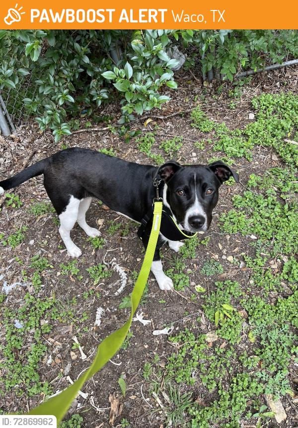 Found/Stray Unknown Dog last seen memorial and columbia , Waco, TX 76702