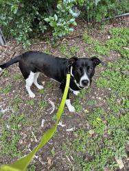 Found/Stray Unknown Dog last seen memorial and columbia , Waco, TX 76702
