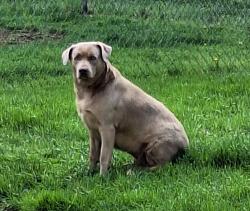 Found/Stray Female Dog last seen Fulton Rd, Canton, OH 44709