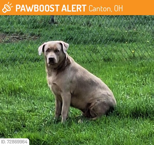 Found/Stray Female Dog last seen Fulton Rd, Canton, OH 44709