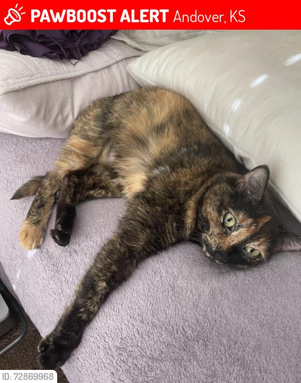 Lost Female Cat last seen 21st and Andover road , Andover, KS 67002