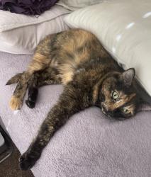 Lost Female Cat last seen 21st and Andover road , Andover, KS 67002