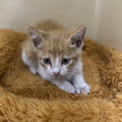 Shelter Stray Male Cat last seen Converse, TX 78109, Converse, TX 78109