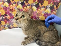 Shelter Stray Female Cat last seen Milton, 43605, OH, Maumee, OH 43537