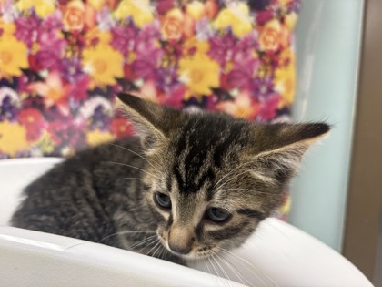 Shelter Stray Male Cat last seen Milton, 43605, OH, Maumee, OH 43537