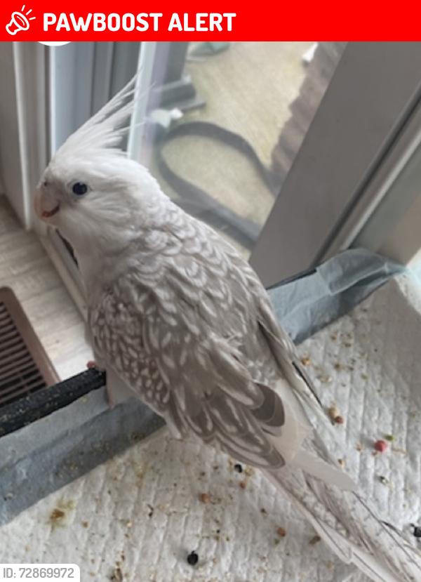 Lost Female Bird last seen HCC drive and Hamiltons Crossing Dr, Spotsylvania County, VA 22408