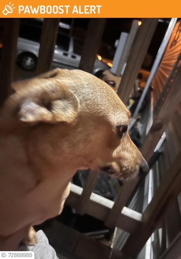 Found/Stray Female Dog last seen Hwy 442 deer lake trails, Livingston Parish, LA 70443