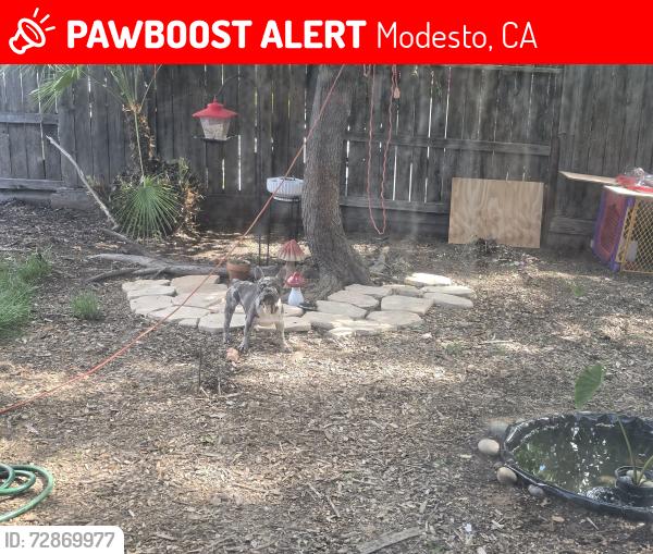 Lost Male Dog last seen Roselle and briggsmore, Modesto, CA 95355