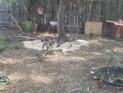 Lost Male Dog last seen Roselle and briggsmore, Modesto, CA 95355