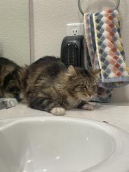 Found/Stray Unknown Cat last seen Near the new church, Springfield, OR 97477