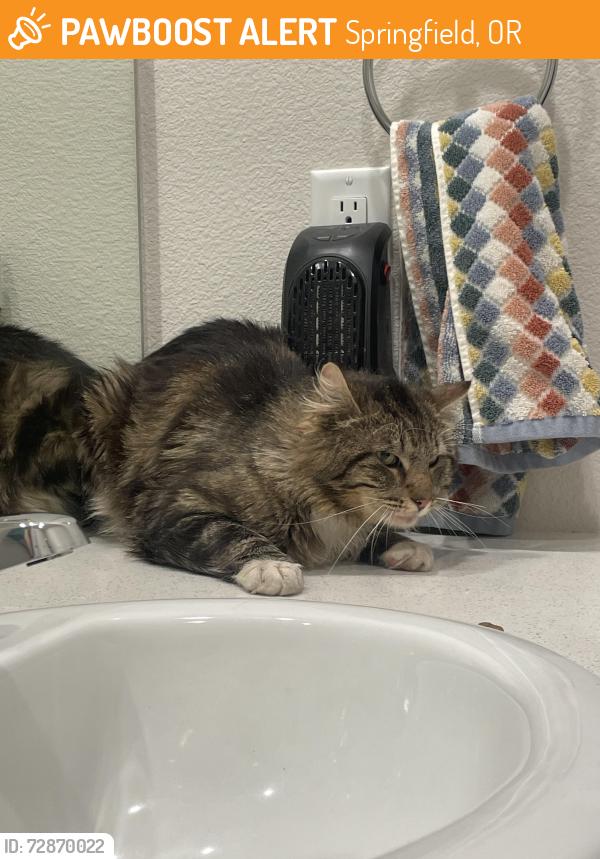 Found/Stray Unknown Cat last seen Near the new church, Springfield, OR 97477