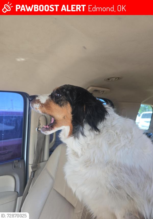 Lost Female Dog last seen Arcadia lake, Edmond, OK 73013
