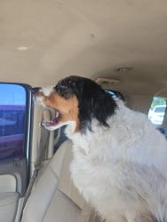 Lost Female Dog last seen Arcadia lake, Edmond, OK 73013