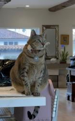 Lost Male Cat last seen Avenida Cortez and Via Del Norte, San Diego, CA 92037
