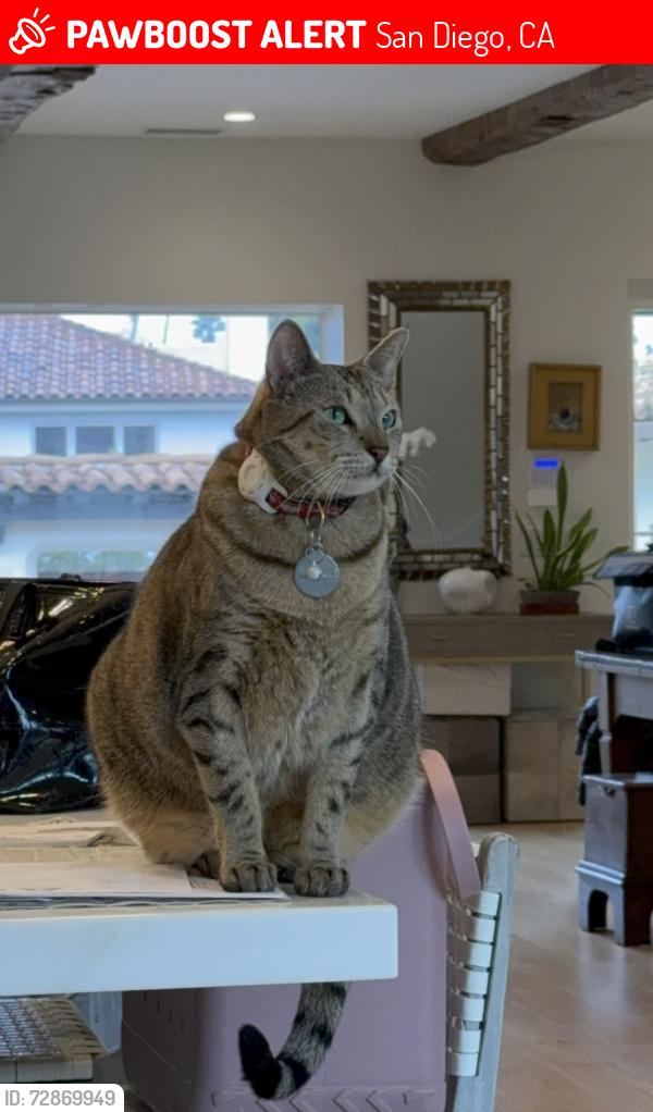 Lost Male Cat last seen Avenida Cortez and Via Del Norte, San Diego, CA 92037