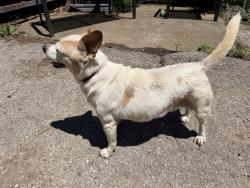 Found/Stray Male Dog last seen NW 10th and Villa, Oklahoma City, OK 73127