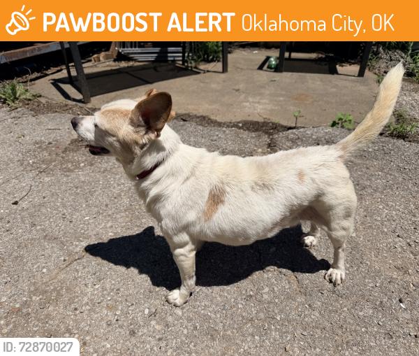 Found/Stray Male Dog last seen NW 10th and Villa, Oklahoma City, OK 73127