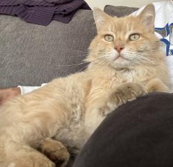 Reunited Male Cat last seen Near Geranium St, Sandy, UT 84094, USA, Sandy, UT 84094