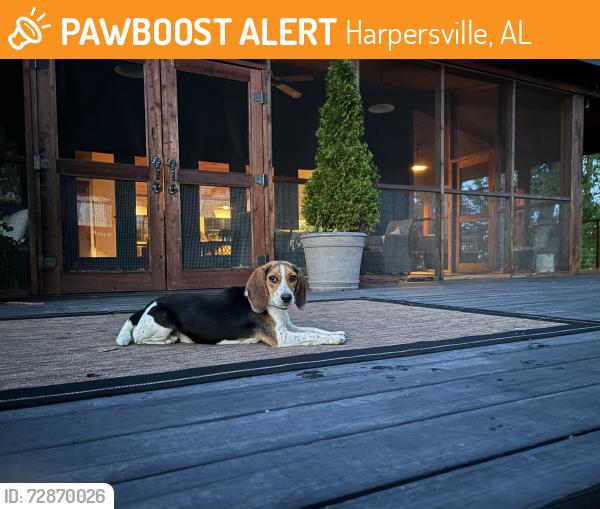 Found/Stray Female Dog last seen Mike marker 30 on highway 280, about a mile from bama Budweiser distribution center , Harpersville, AL 35078