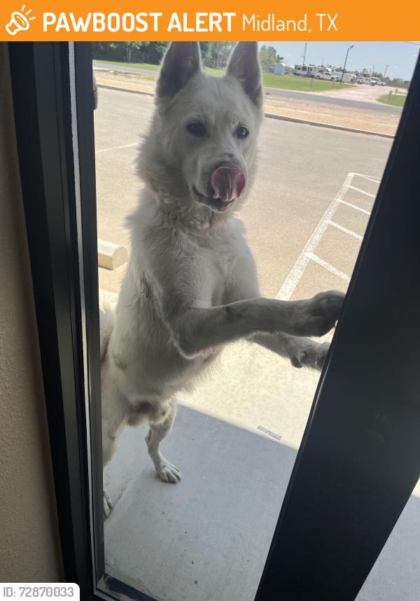 Found/Stray Male Dog last seen Near , Midland, TX 79706