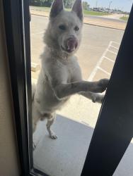 Found/Stray Male Dog last seen Near , Midland, TX 79706