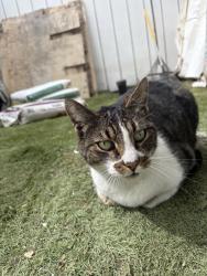 Lost Male Cat last seen Sunnyside and 102nd, Oakland, CA 94603