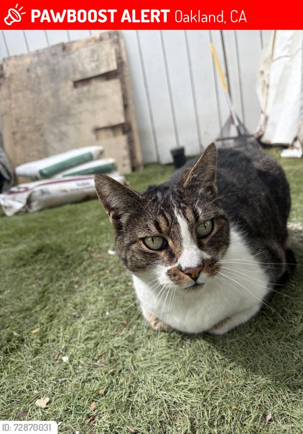 Lost Male Cat last seen Sunnyside and 102nd, Oakland, CA 94603
